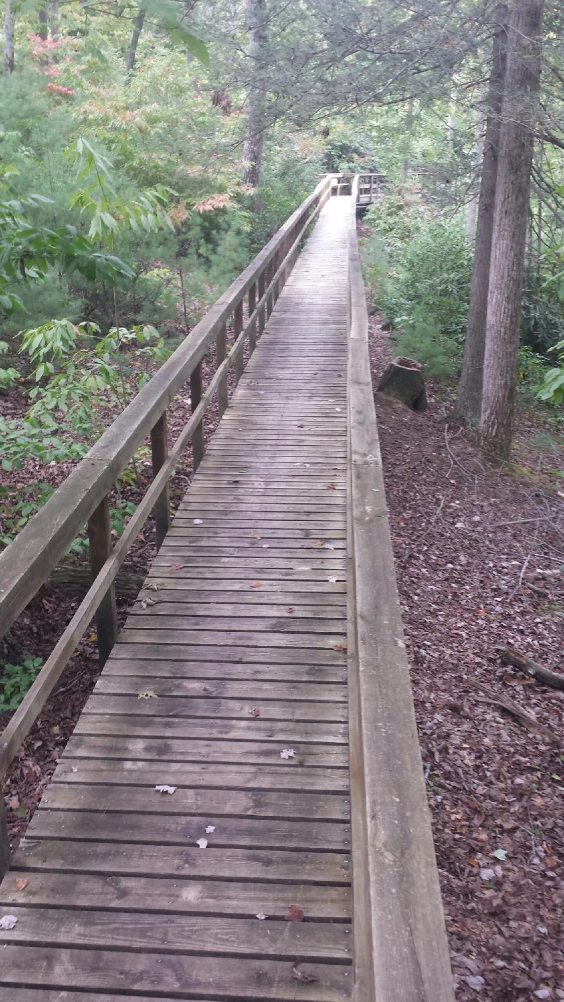 Long wood walkway with handrails built through the woods in Hull